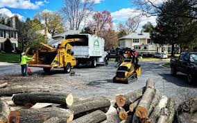 Reliable North Fork, AZ Tree Removal Solutions