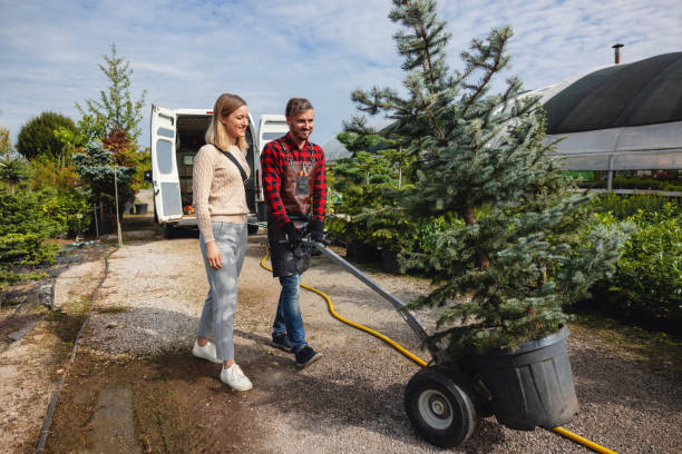 How Our Tree Care Process Works  in  North Fork, AZ